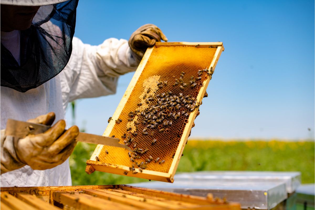Starting Costs For Beekeeping