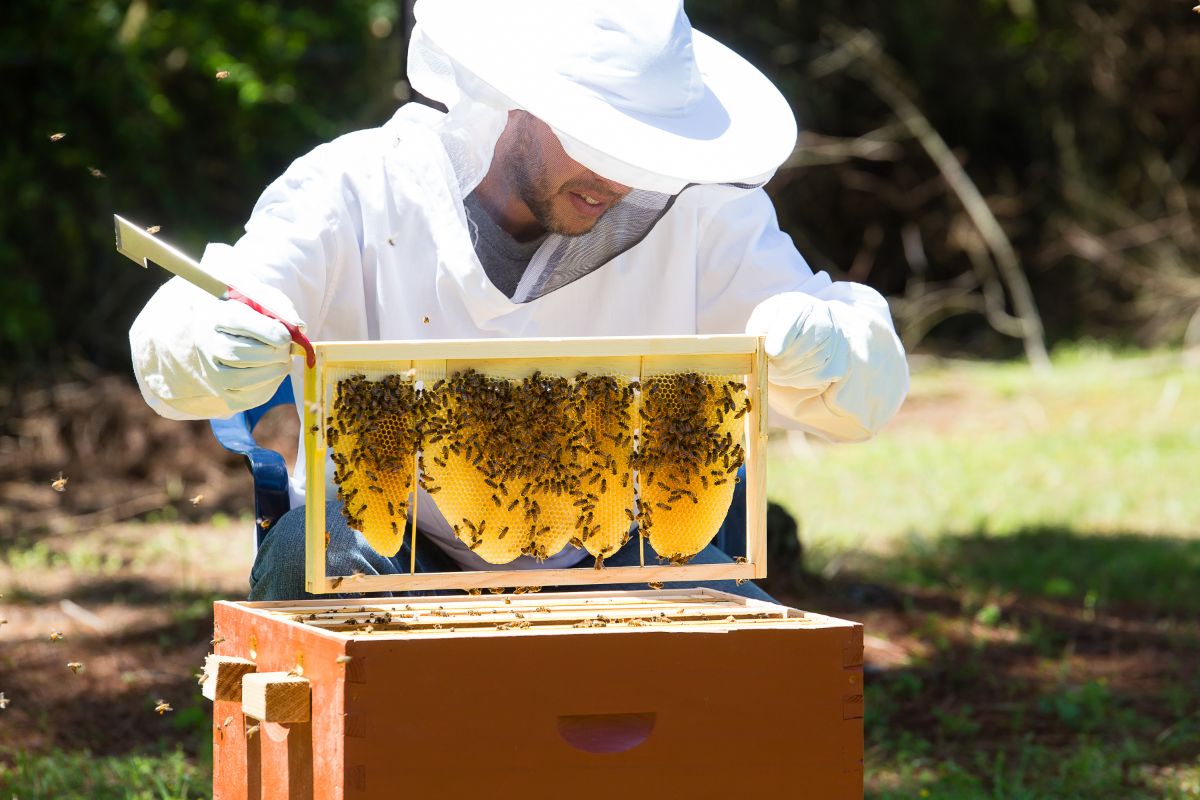 Starting Costs for Beekeeping: A Beginner’s Guide  