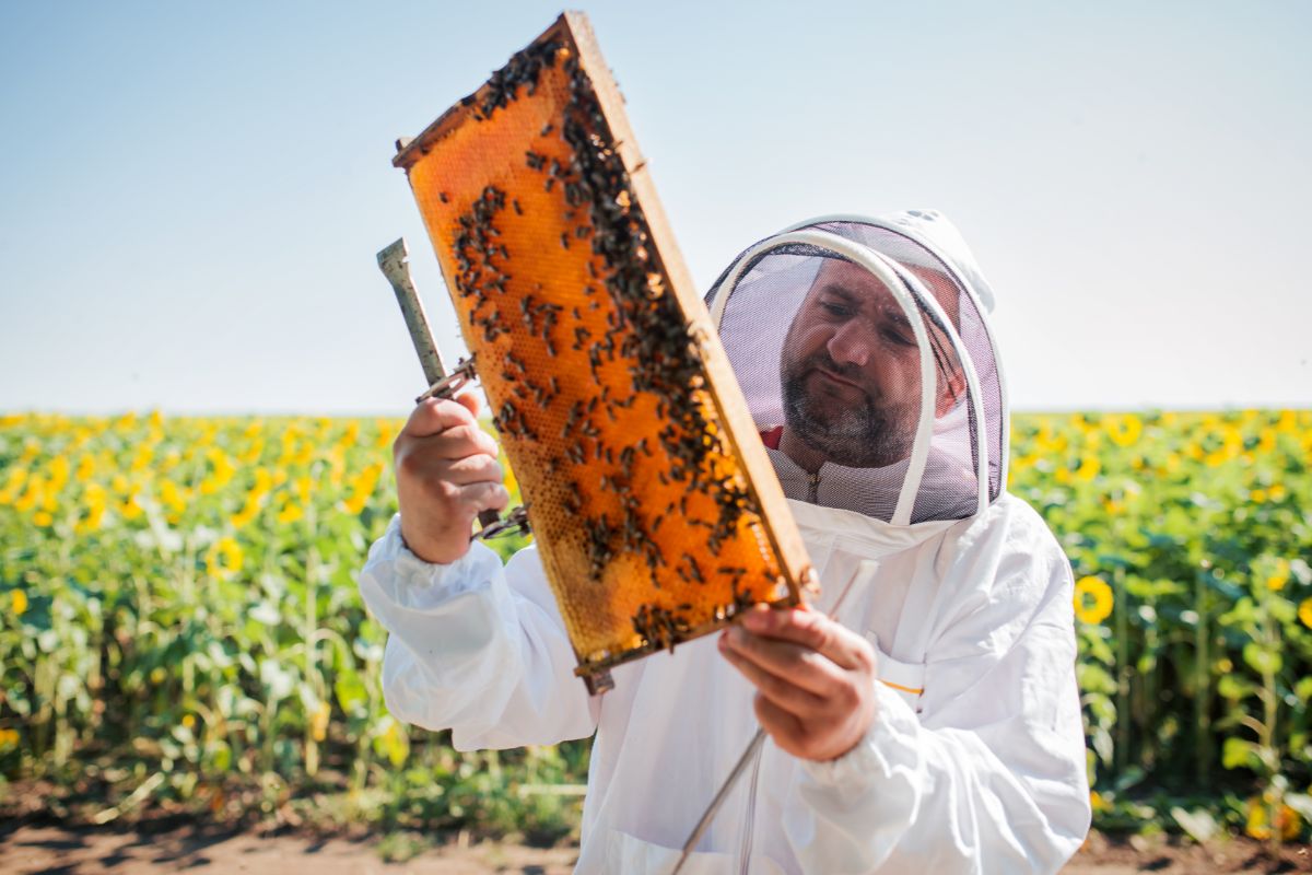 Starting Costs for Beekeeping: A Beginner’s Guide  