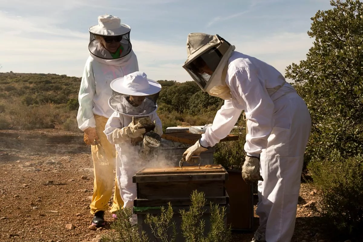 Starting Costs for Beekeeping: A Beginner’s Guide  