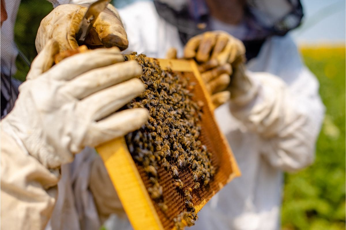 Starting Costs for Beekeeping: A Beginner’s Guide  