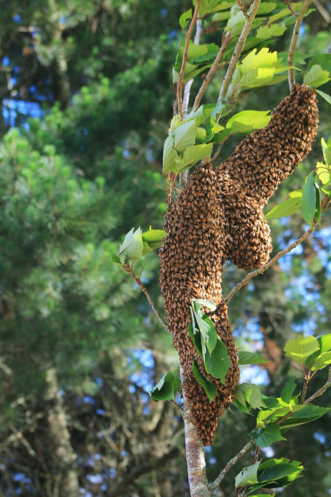 A Buzz of Life: Understanding Native Bee Swarms and Why They Matter