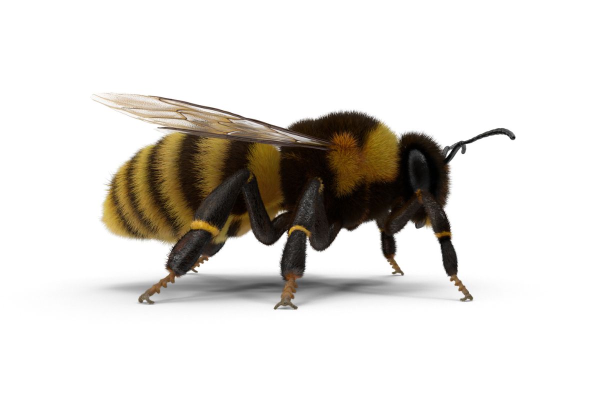 The Bee’s Knees: Do Bees Possess Knees?