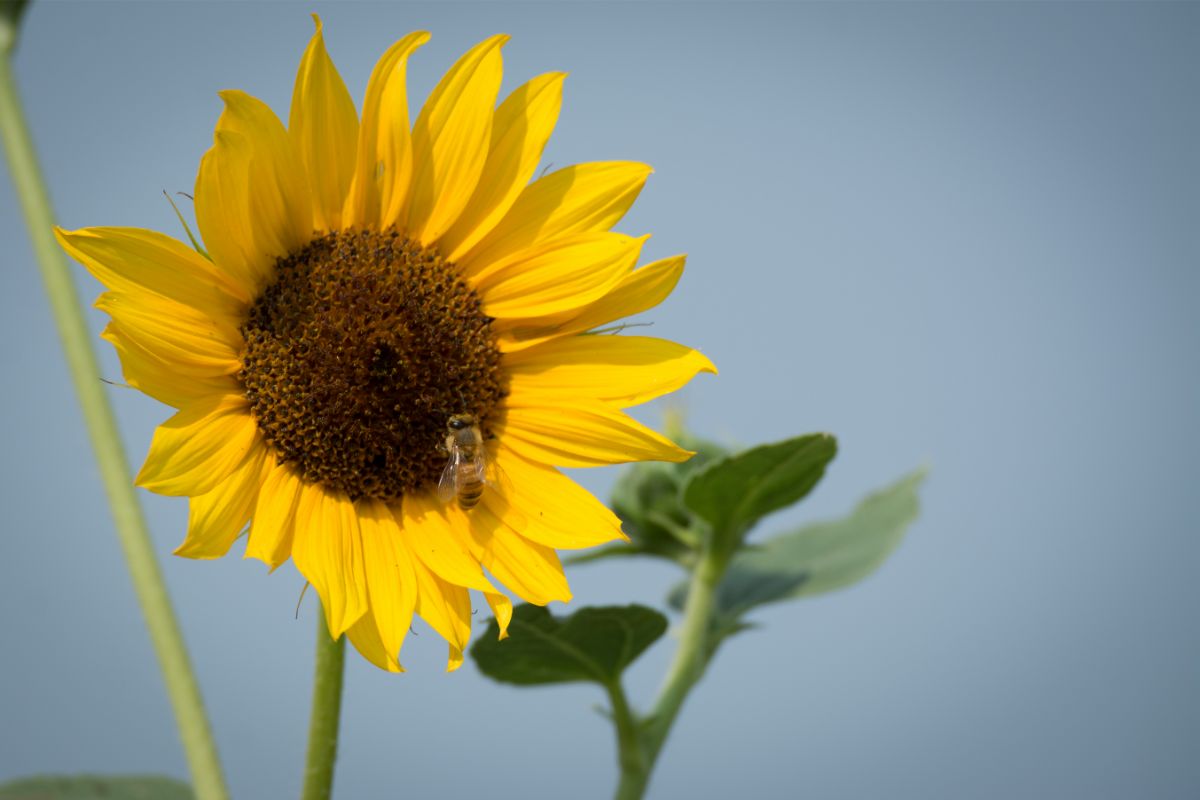 The Best Sunflowers For Honey Bees