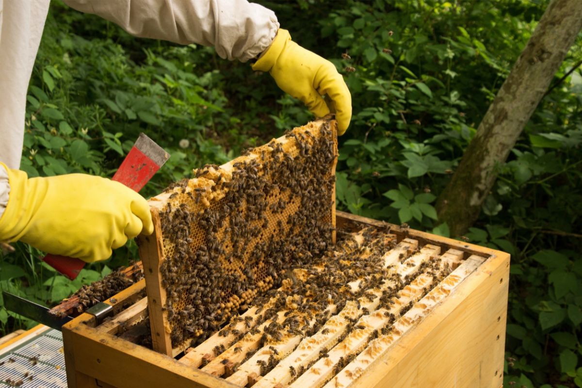 Top 11 Best Beekeeping Books