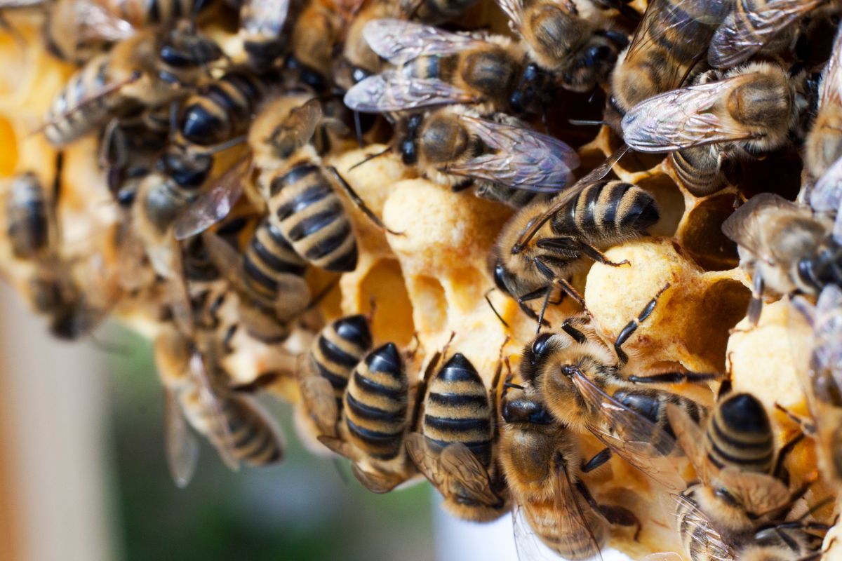 What Are Carniolan Bees All You Need To Know