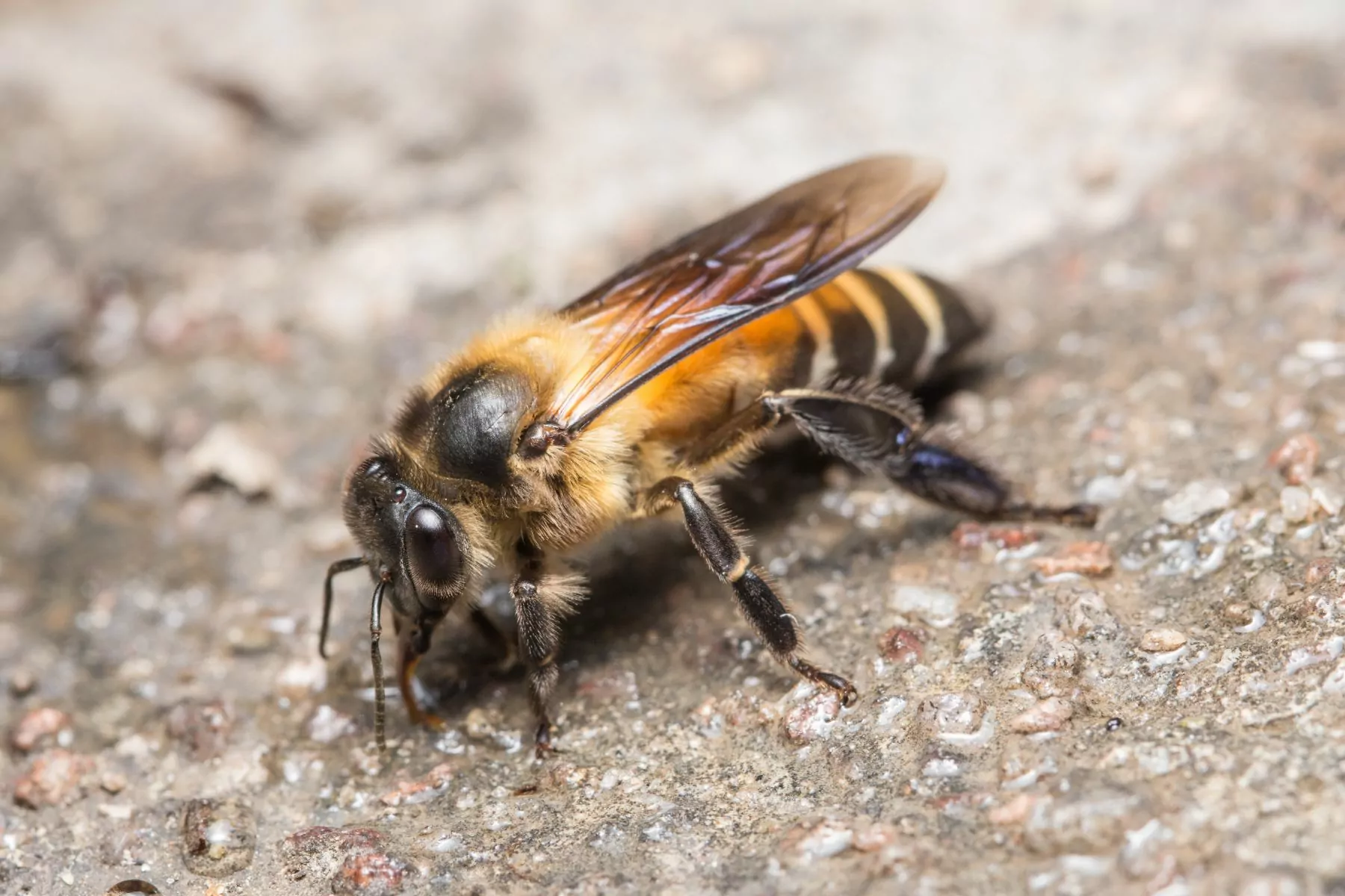 What Bees Live In The Ground