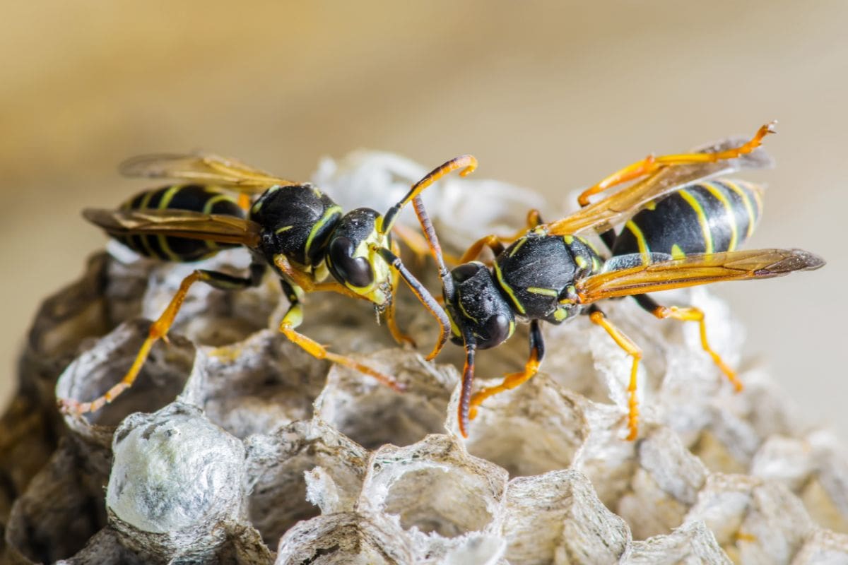 What Creatures Prey On The Fuzzy-Legged Leafcutter Bee?