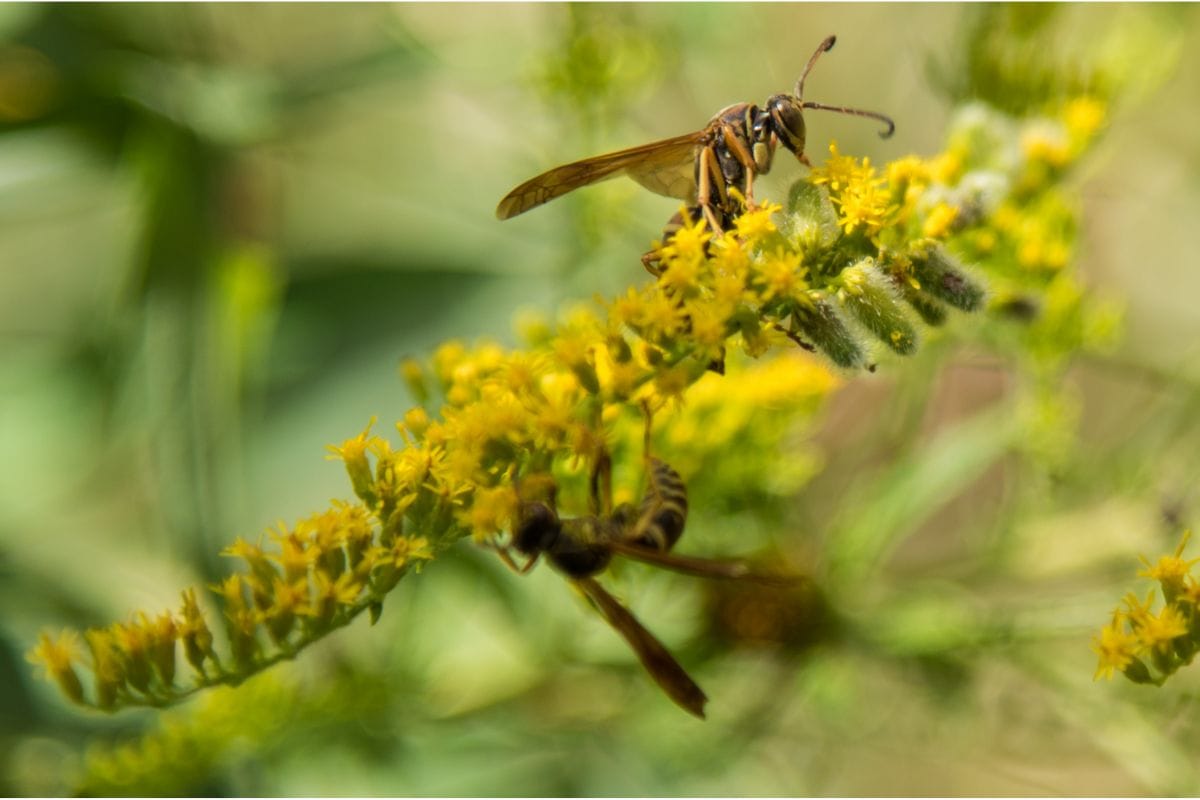 What Do YellowJackets Eat (1)