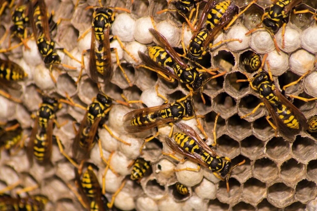 What Does a Yellow Jacket Nest Look Like
