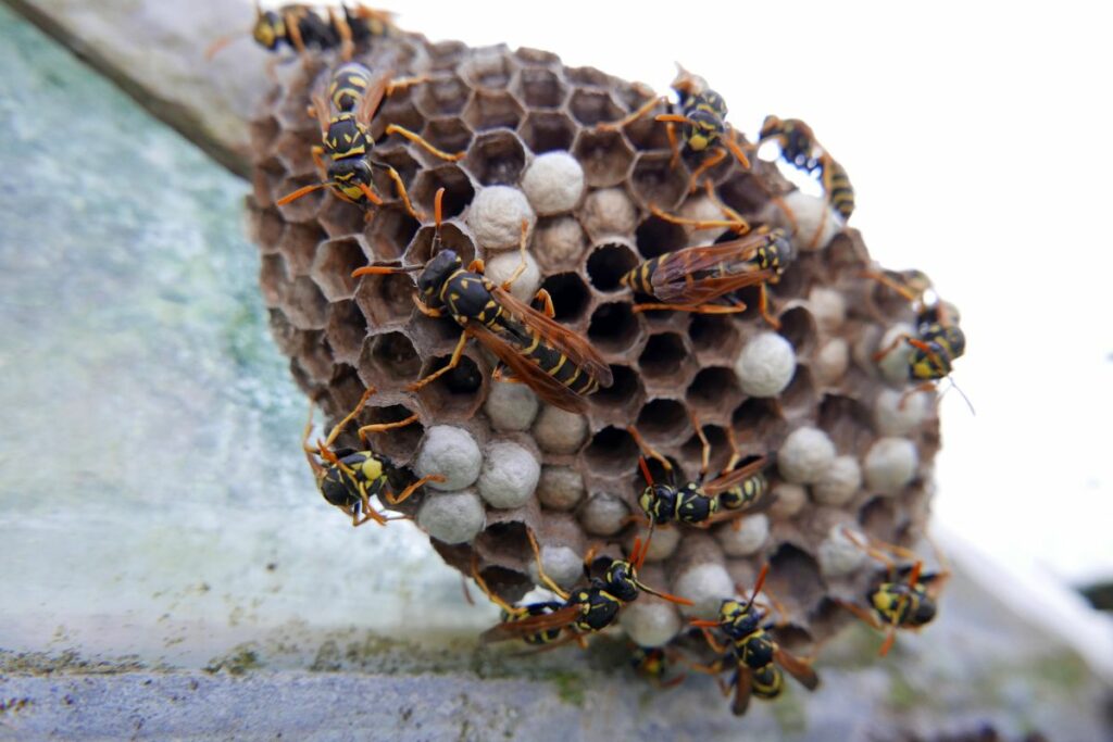 What Does a Yellow Jacket Nest Look Like 