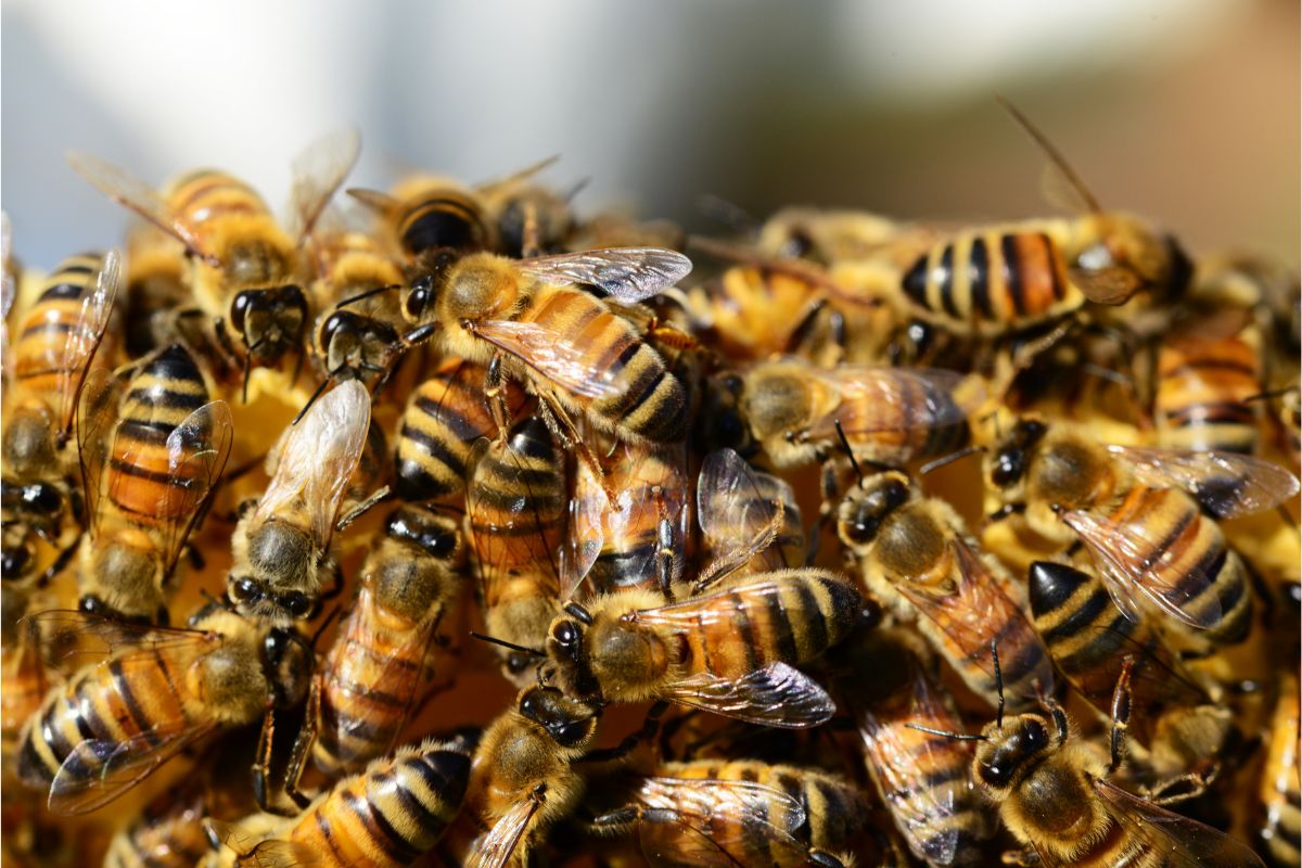 What Is A Swarm Trap? Here’s How You Can Get Free Bees!