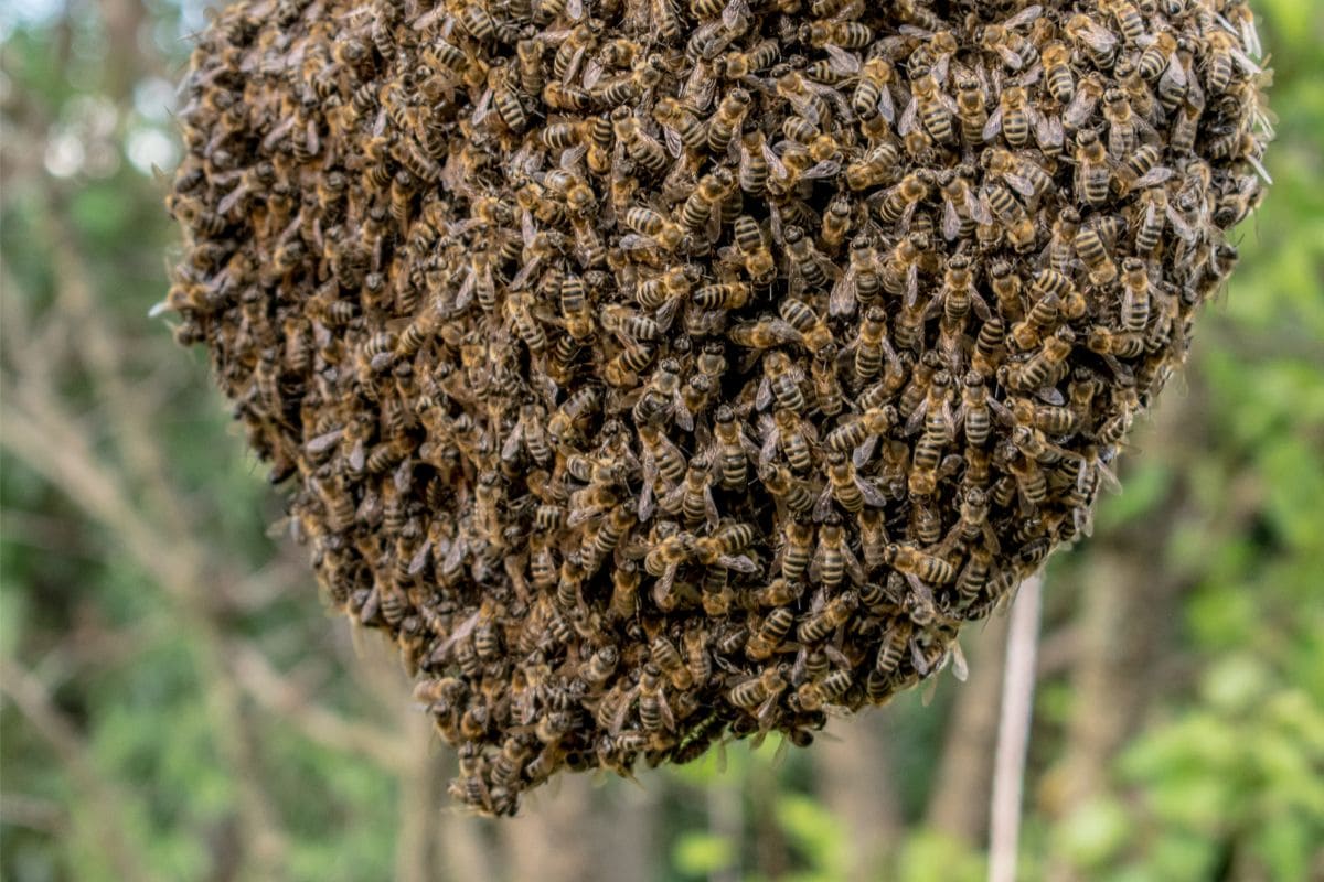 What Is A Swarm Trap? Here’s How You Can Get Free Bees! 