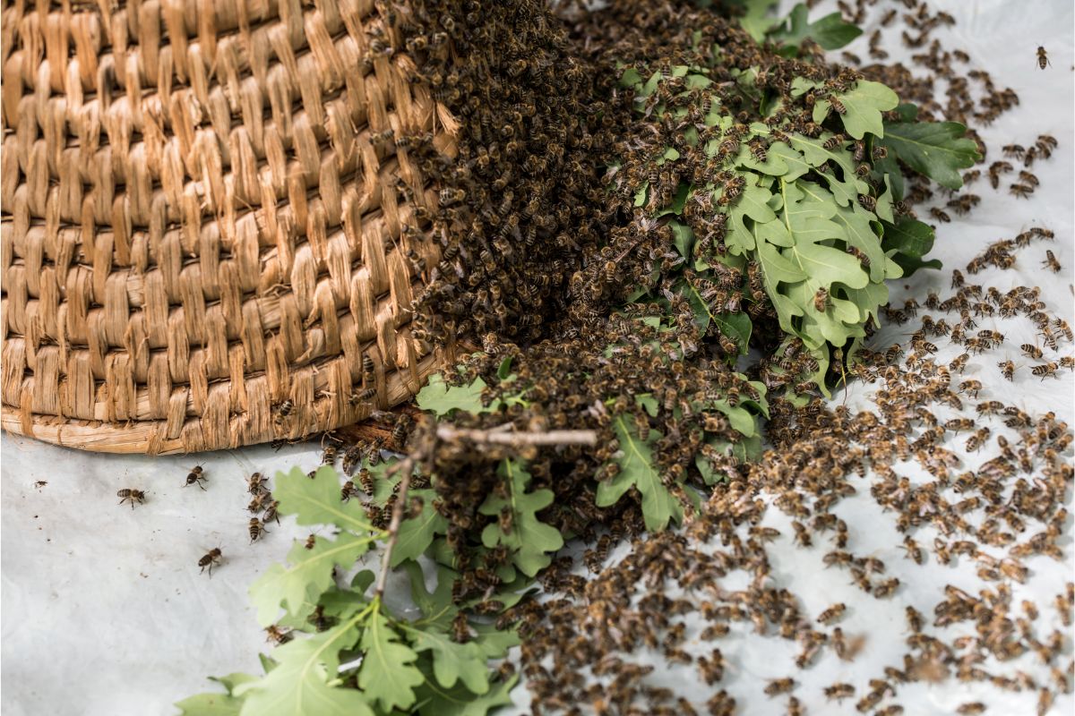 What Is A Swarm Trap? Here’s How You Can Get Free Bees! 