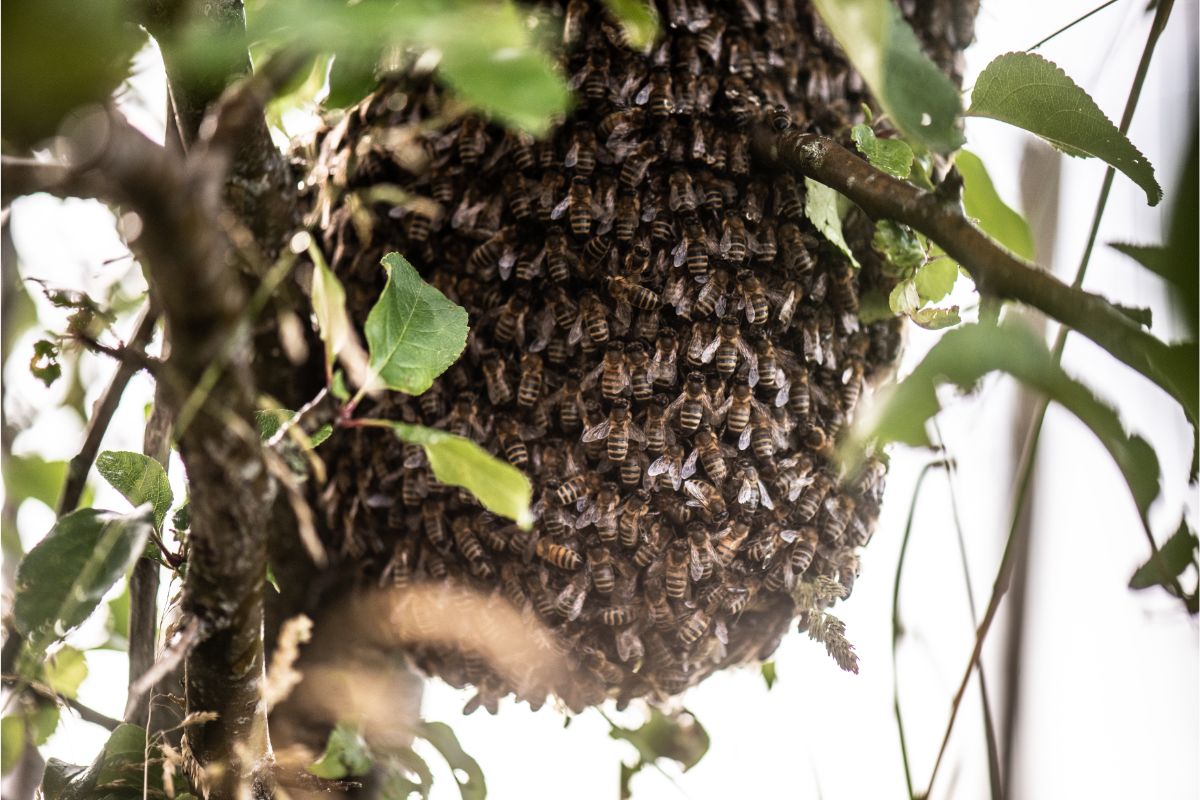 What Is A Swarm Trap? Here’s How You Can Get Free Bees! 