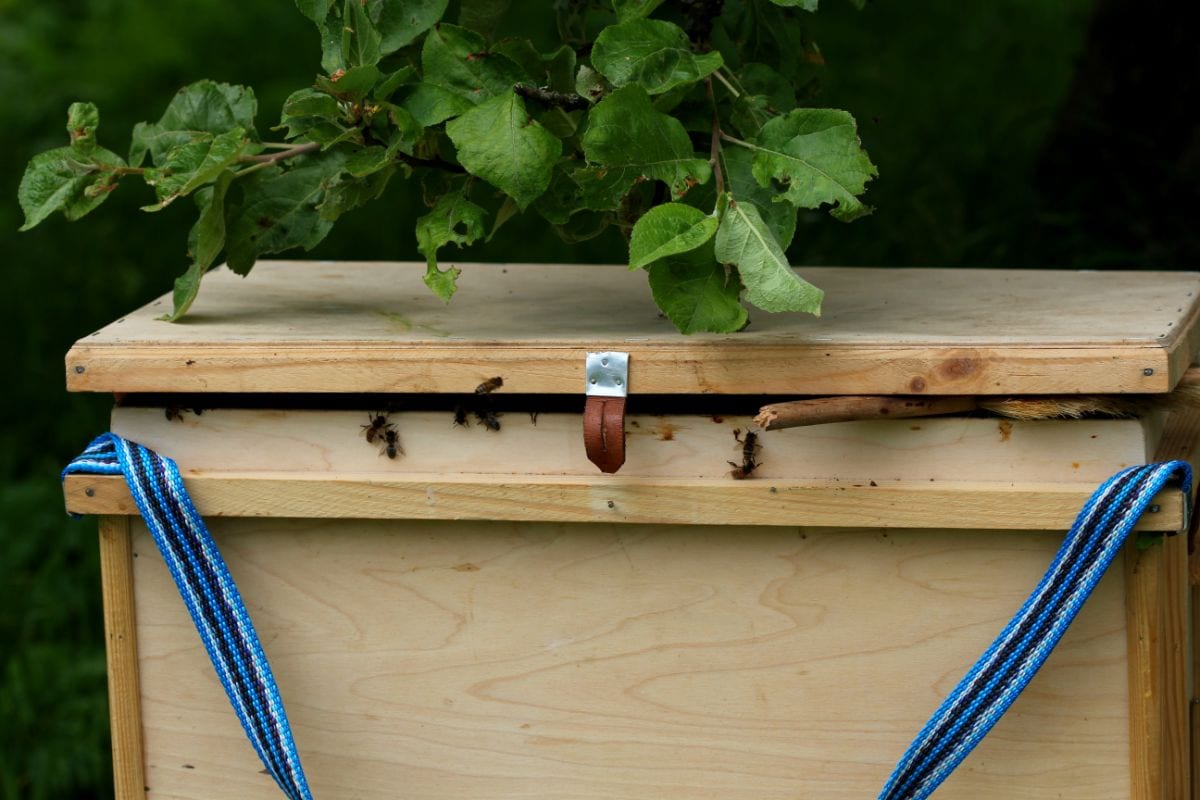 What Is A Swarm Trap? Here’s How You Can Get Free Bees! 