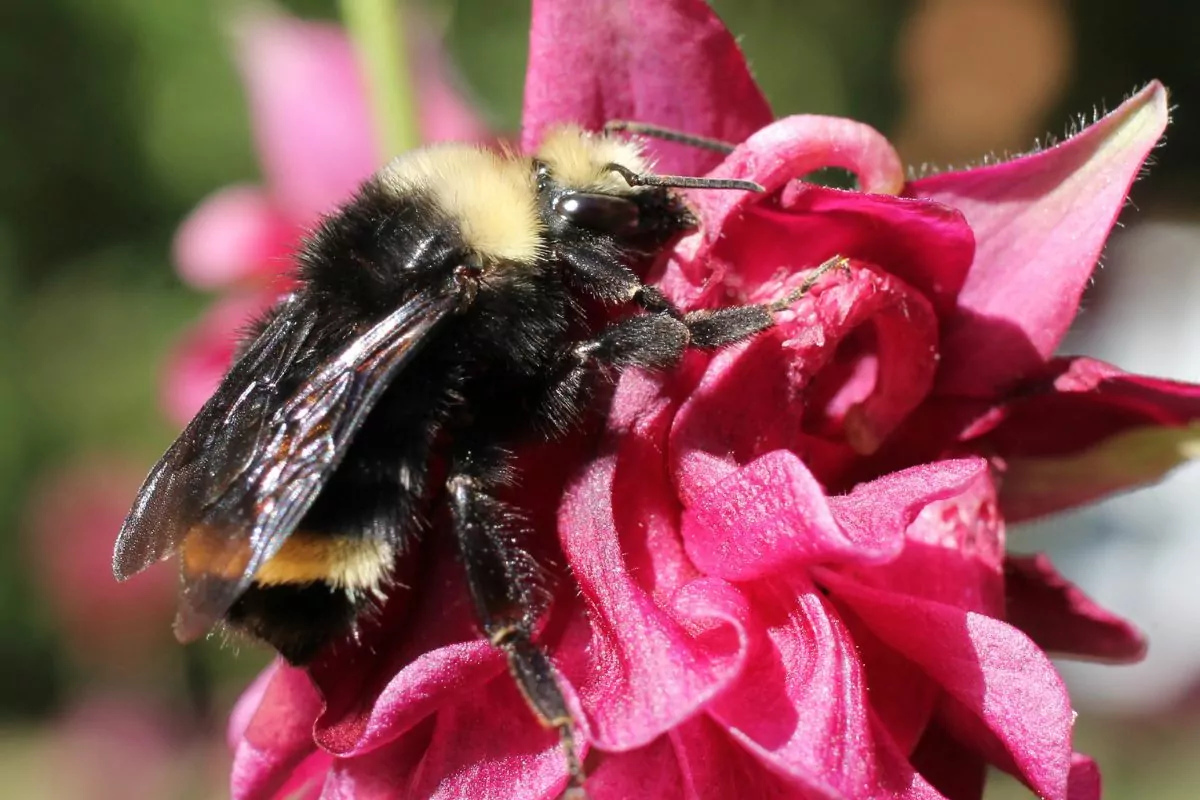 Bee Spotlight: Yellow-Faced Bumblebee — Bee & Bloom