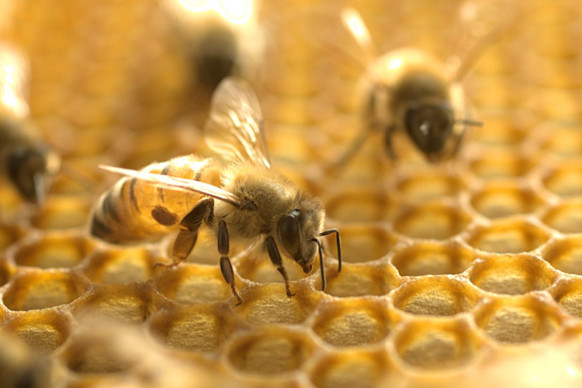 Why Do Bees Make Honey?