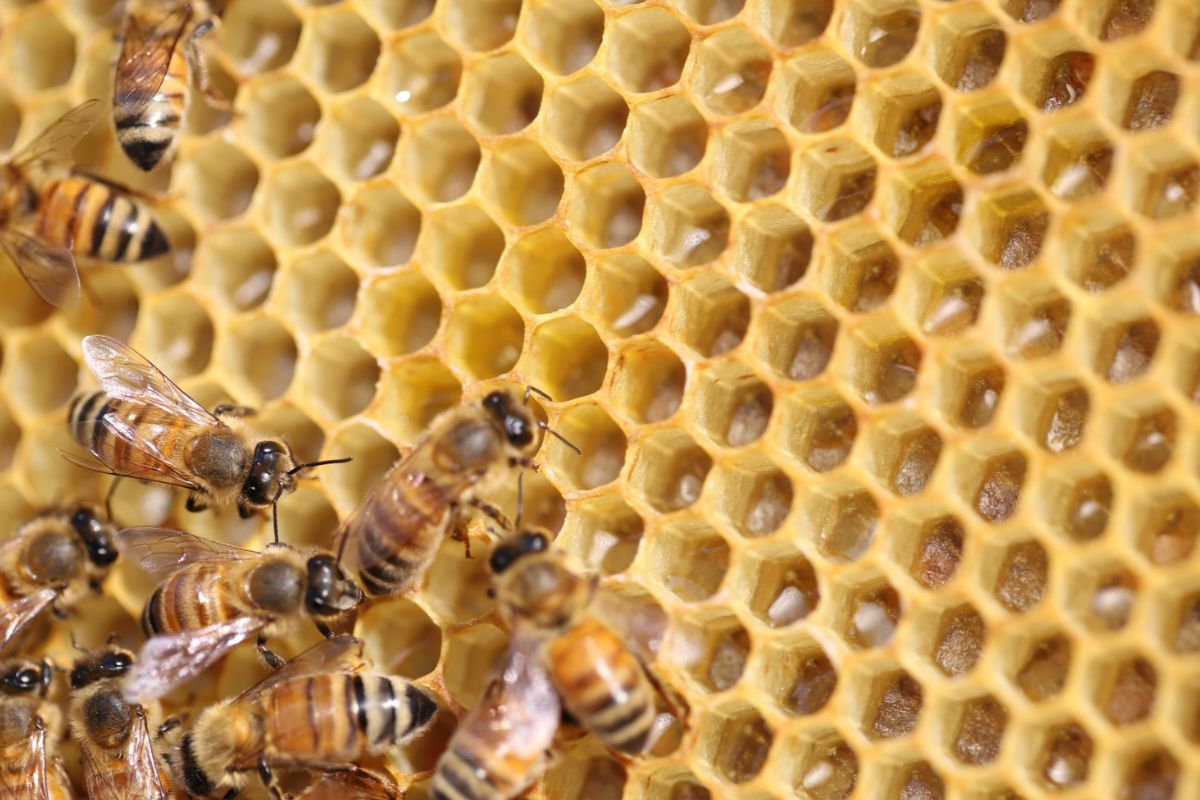 Why Do Bees Make Honey?