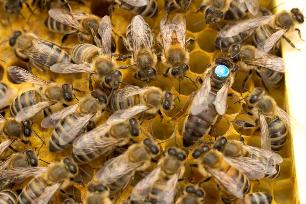 Yellow Jackets Vs. Honey Bees, What’s The Difference (1)