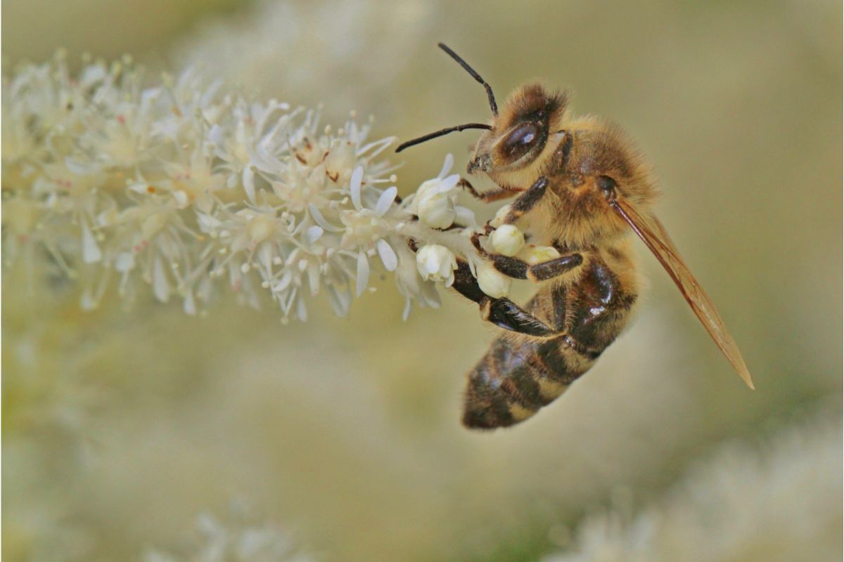 Yellow Jackets Vs. Honey Bees, What’s The Difference?