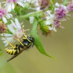 Do Wasps Pollinate?