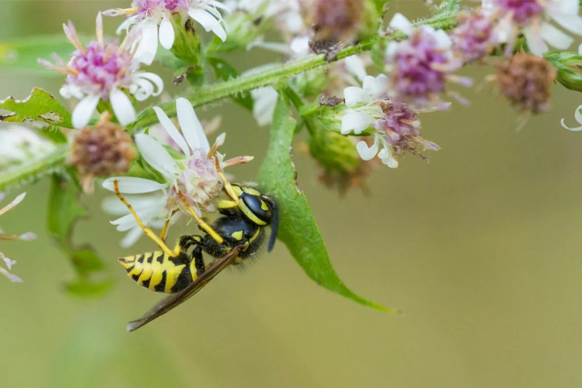 do wasps pollinate