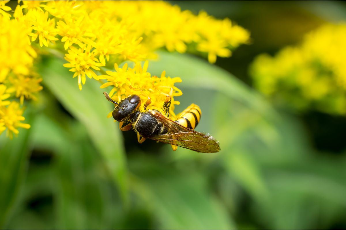 do wasps pollinate