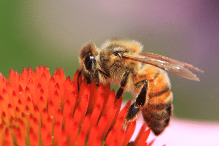 An Italian bee on a red flower 