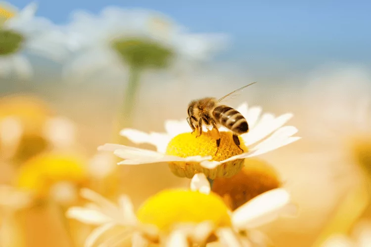 An Italian honey bee collecting nectar from flower