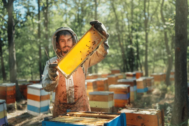 Beekeeper Harvest Honey in Apiary