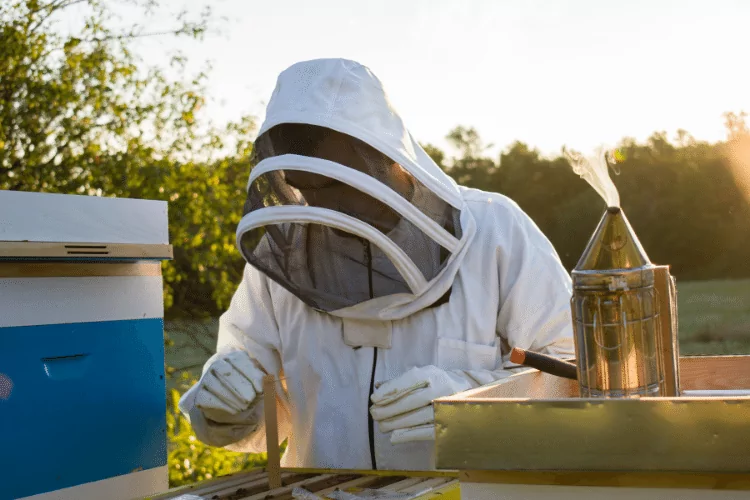 Beekeeper doing bee treatment against varroa mite, close up
