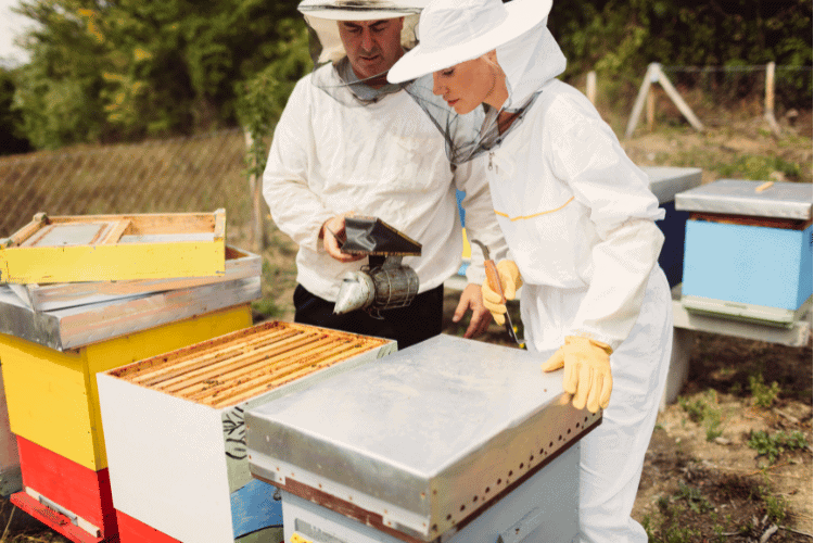 Beekeepers checking honeybees farms