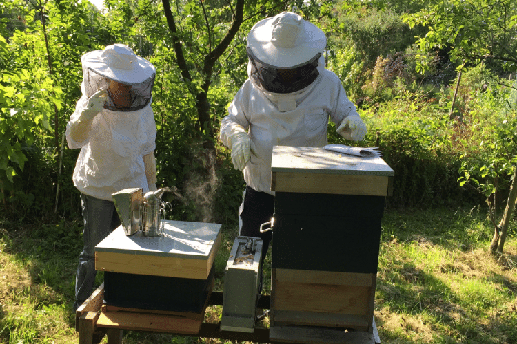 Beekeepers checking the honey bee farms