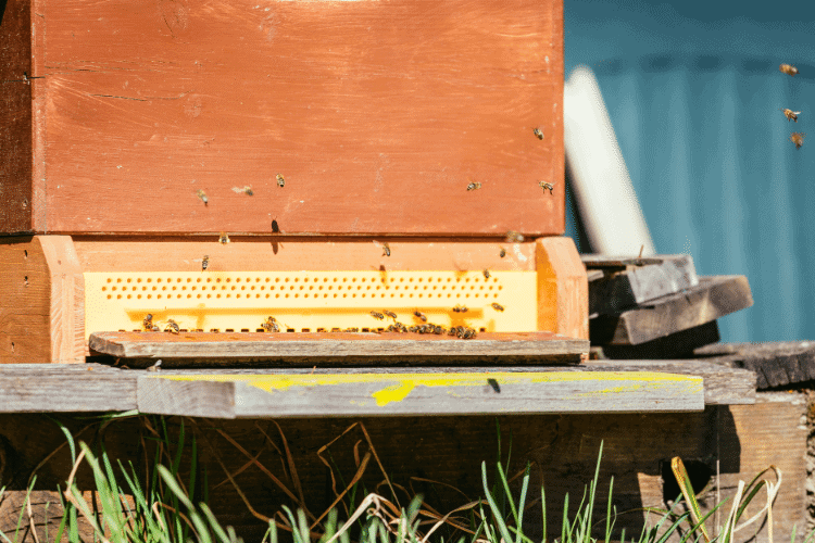 Bees hive Flying to the landing boards