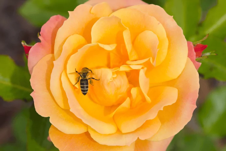 Carniolan Bee and Yellow Rose Portorose Slovenia