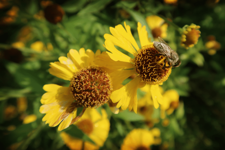 Carniolan honey bee pollinating yellow flowers in a garden