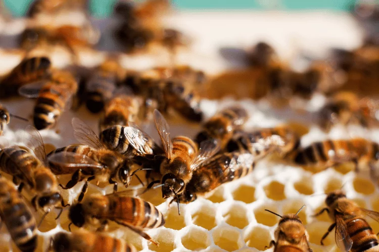 Carniolan Honey Bees on Comb