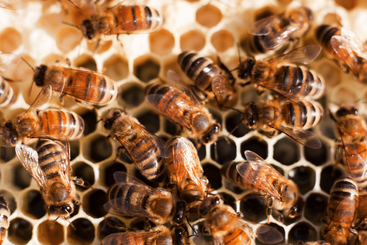 Italian Carniolan Hybrid Honey Bees on Wet Brood Comb