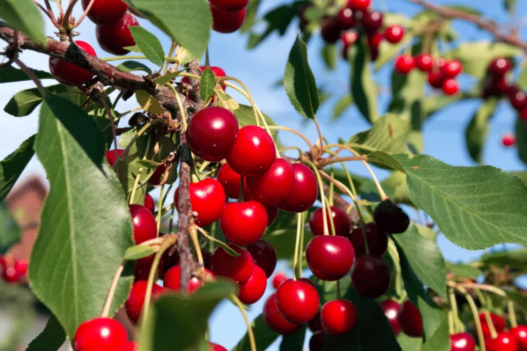 Close-up of Cherry Trees