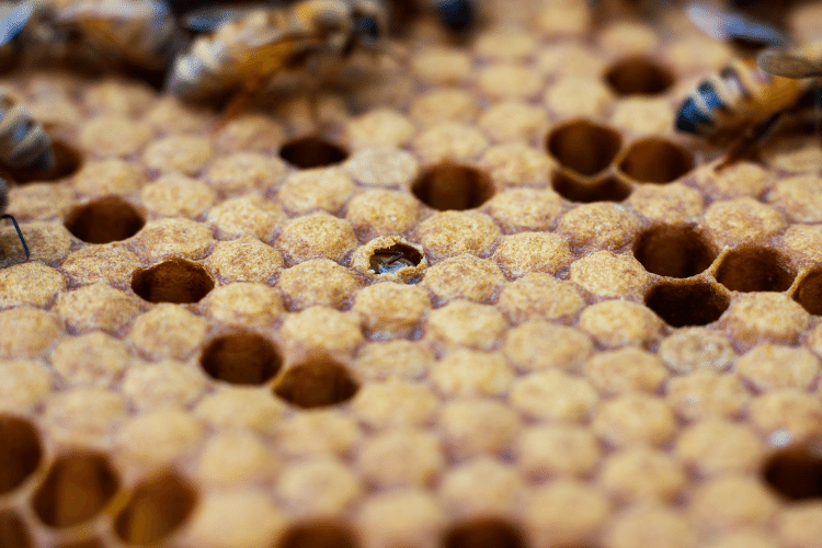 Close-up of Carniolan Bee Emerging