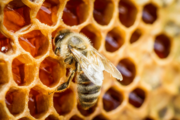 Close-up of Russian Honey Bee in Comb Cells
