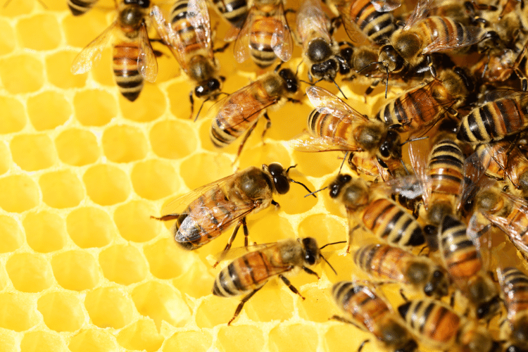 Close-up of Swarm of Honey Bees