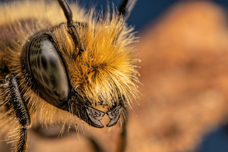 Close-up of a Mason Bee Head