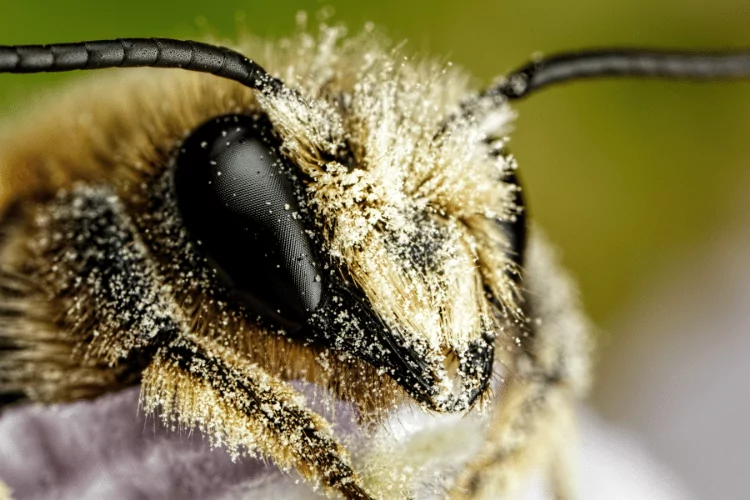 Close-up of a Mason Bee