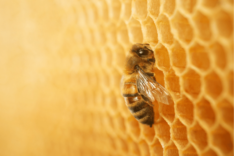 Close-up of a Saskatraz Bee on Comb Cells 