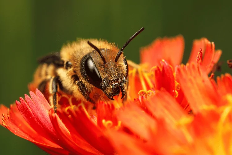 Close-up of a mason bee on a red flower