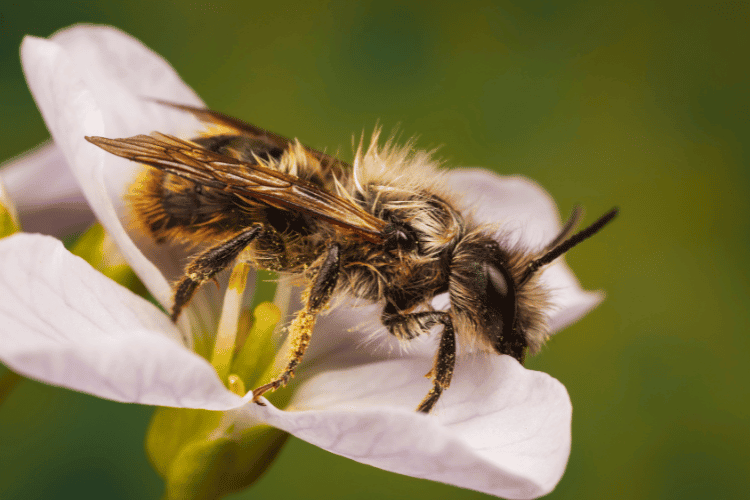Close-up of a mason bee on a white flower