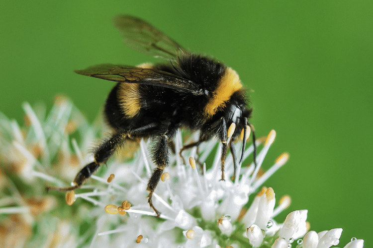 Closeup Photo of Bumble Bee on White Flowers
