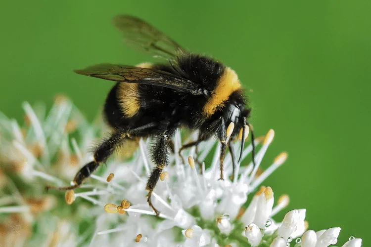 Closeup Photo of Bumble Bee on White Flowers